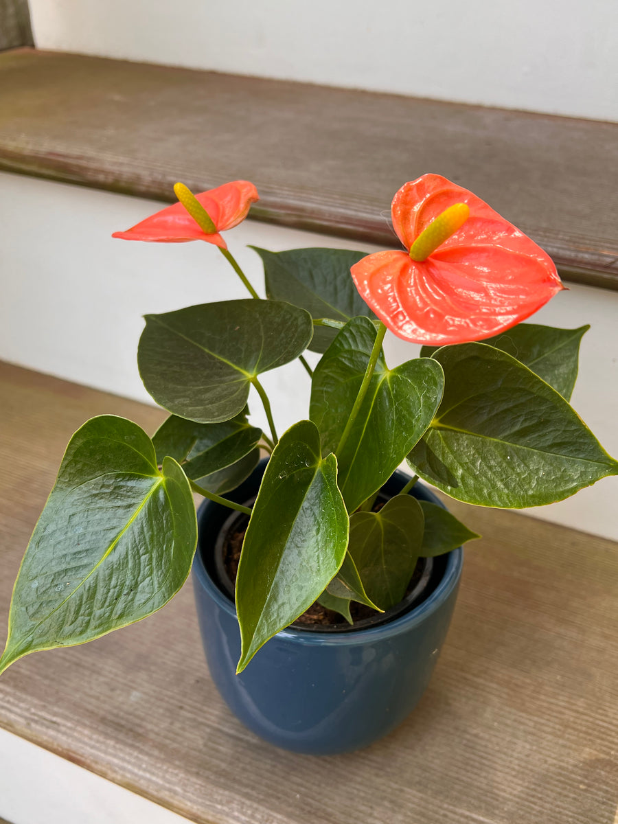 Anthurium Plant – Flores Mantilla: Floral Design & Gifts