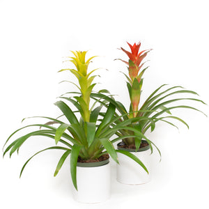 Bromeliad Canistropsis