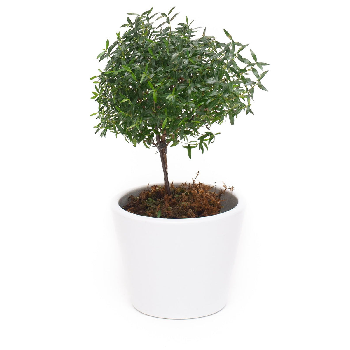 myrtle plant care indoor Myrtle Topiary – Flores Mantilla: Floral Design & Gifts