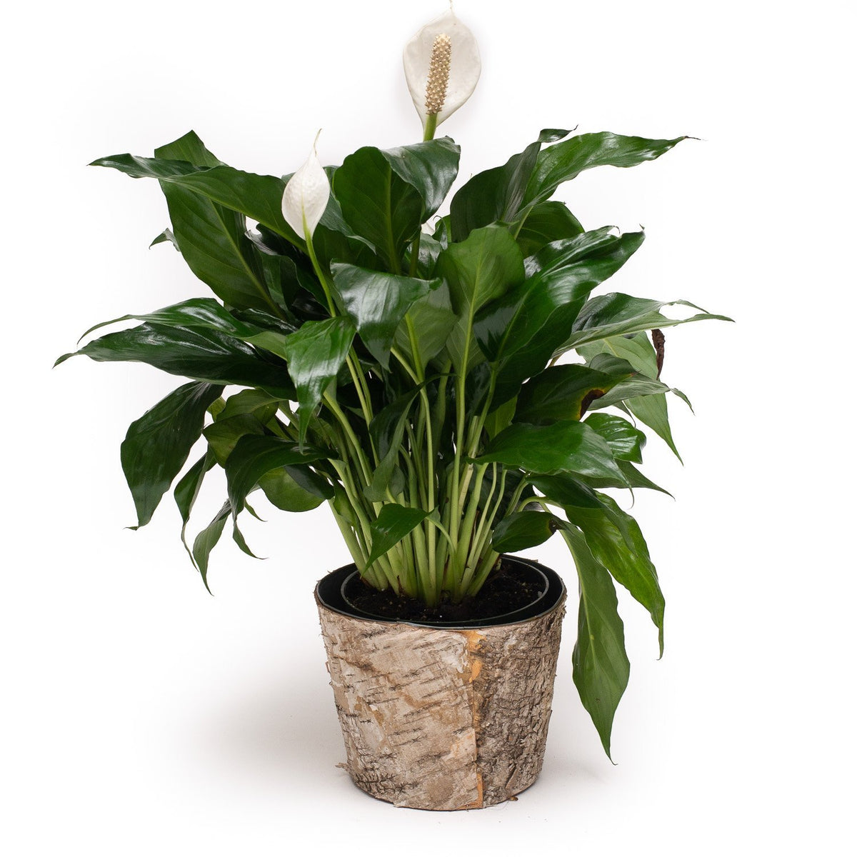peace lily spanish Spathiphyllum (