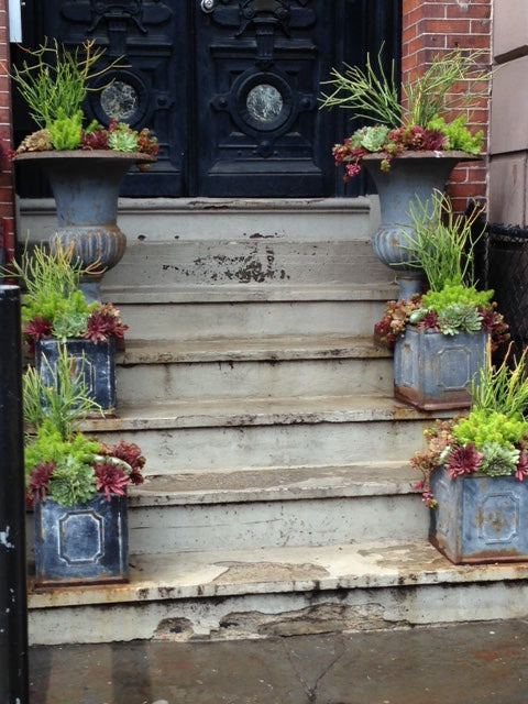 Potted Plants Stoop Garden on Tremont St Boston