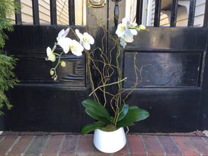 Orchid with Natural Curly Willow for Retail Business
