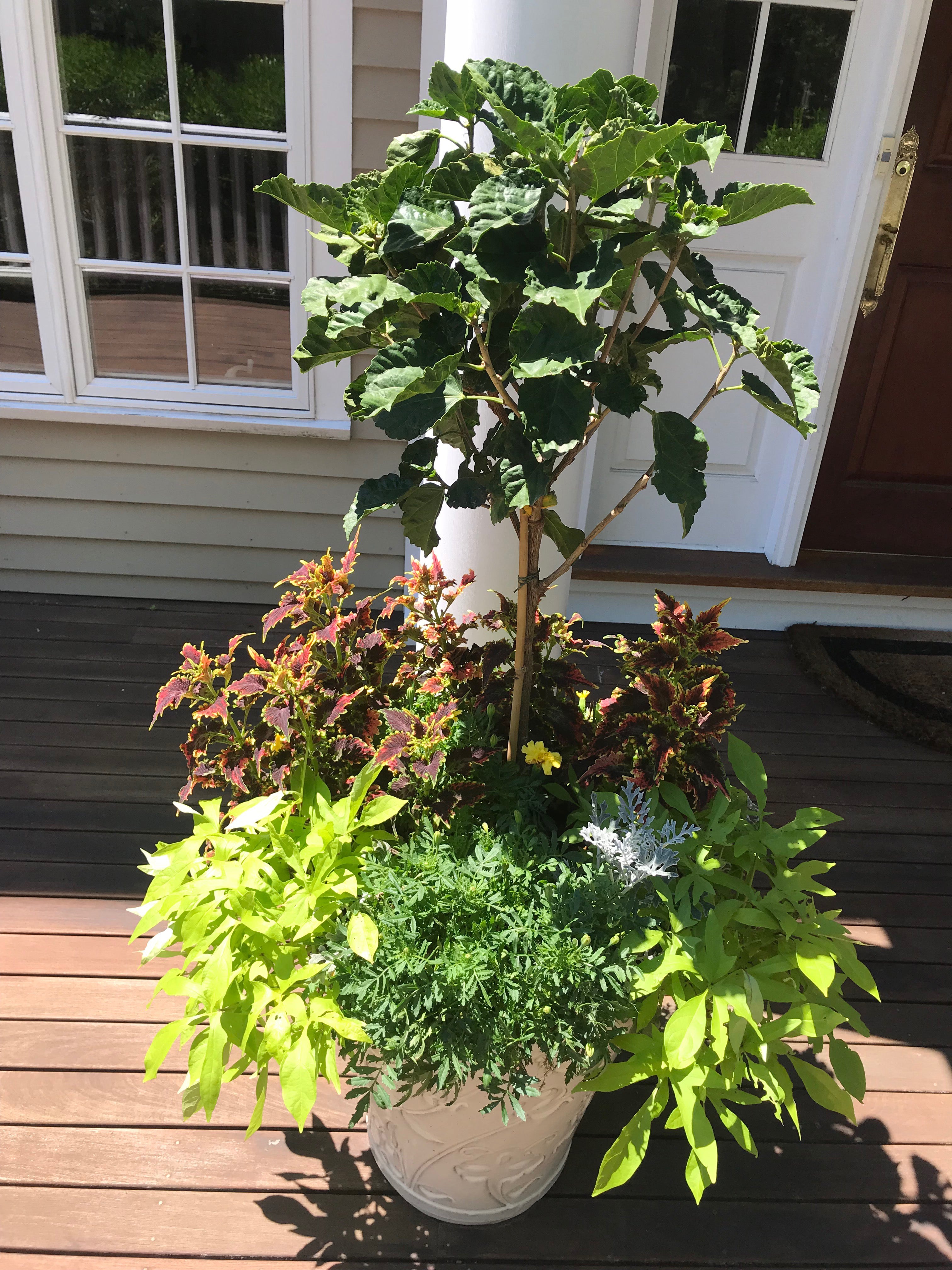 Summer Potted Garden with Sweet Potatoes and Tree