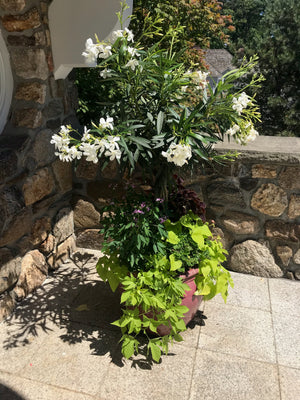Summer Container Garden with Sweet Potato and Flowering Tree