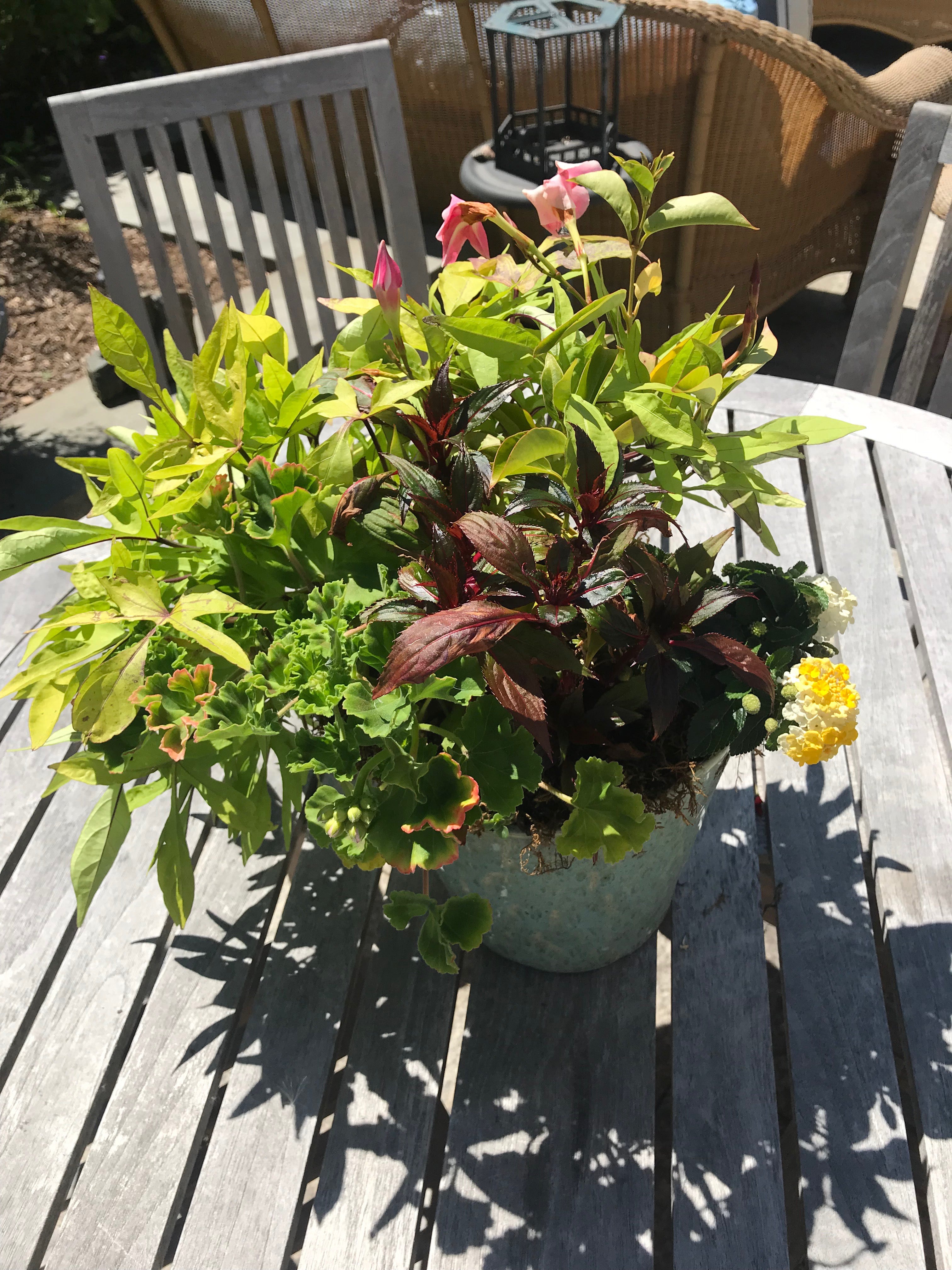 Summer Container Garden Pot with Sweet Potato and Geranium