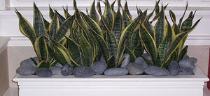 Corporate Indoor Snake Plant Planter with River Stones