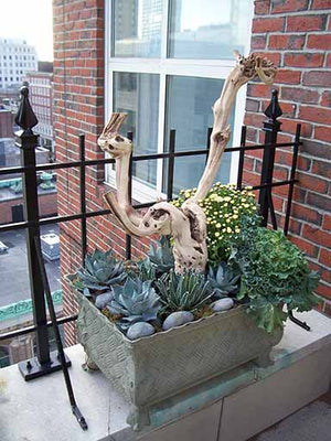 Driftwood in Rooftop Container with Kale, Succulents, and Stones