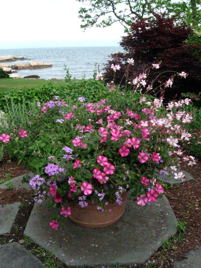 Potted Petunias in Outdoor Patio Swampscott MA