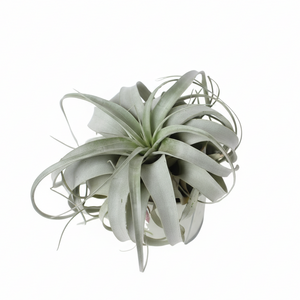 Large Air Plant – Flores Mantilla: Floral Design & Gifts