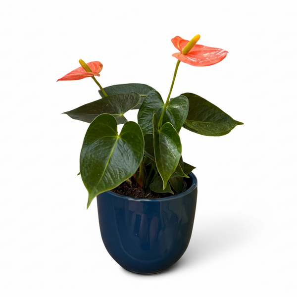 anthurium galben Anthurium Plant – Flores Mantilla: Floral Design & Gifts