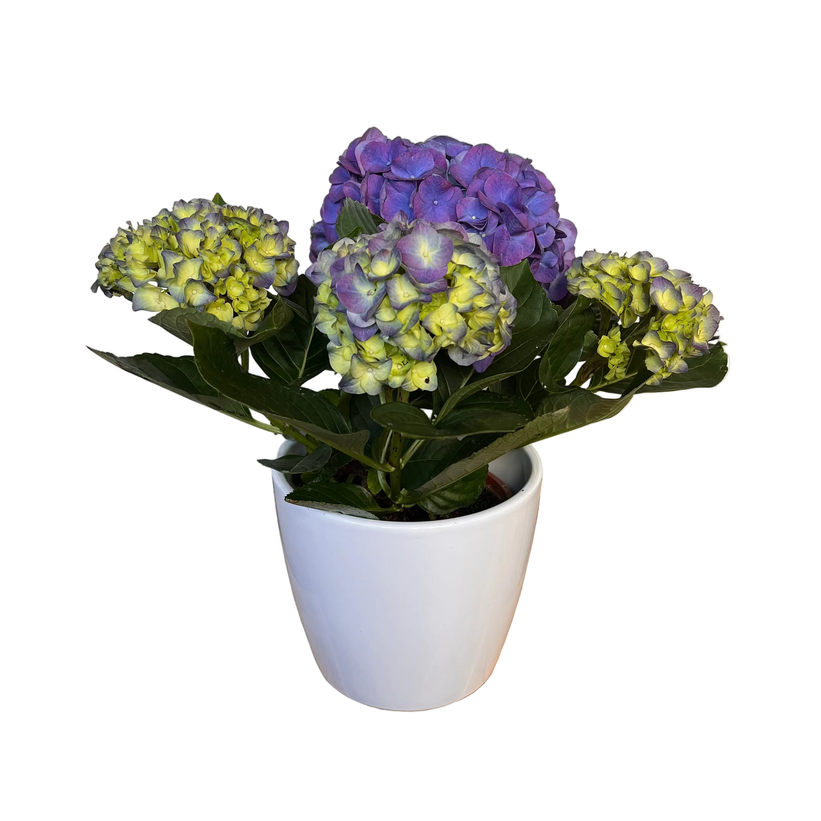 where to buy potted hydrangea plants Potted Hydrangea Plant – Flores Mantilla: Floral Design & Gifts