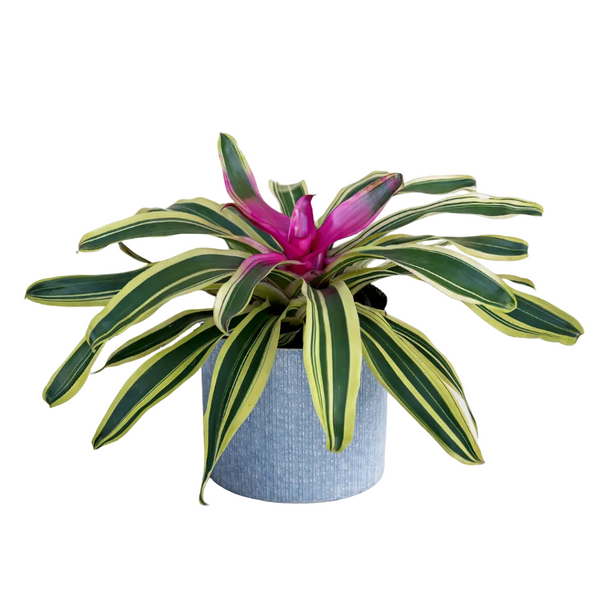neoregelia plant Bromeliad Neoregelia – Flores Mantilla: Floral Design & Gifts