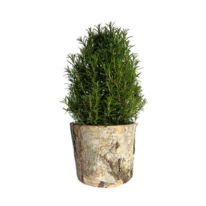 Rosemary Topiary