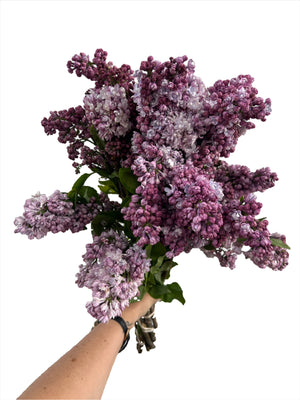 Bunch of Lilacs