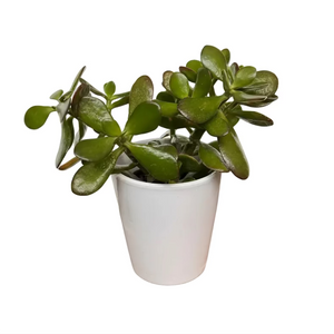 Jade Plant  Flores Mantilla: Floral Design & Gifts