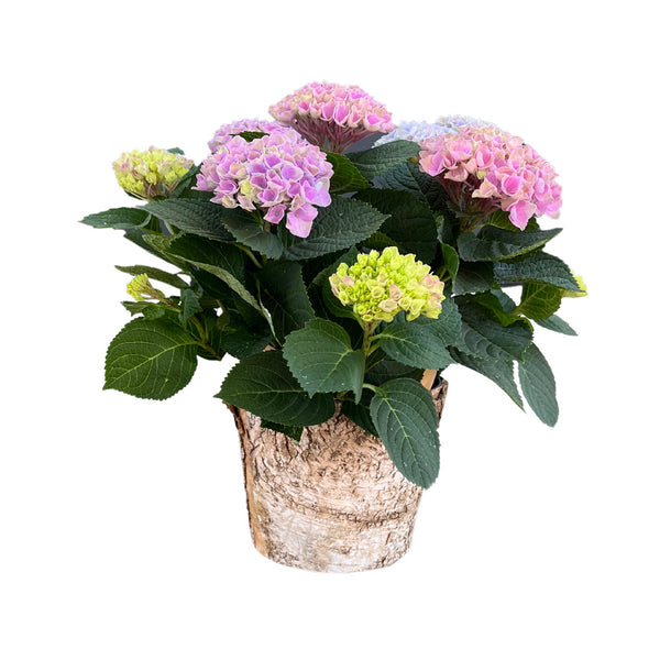 Potted Hydrangea Plant – Flores Mantilla: Floral Design & Gifts