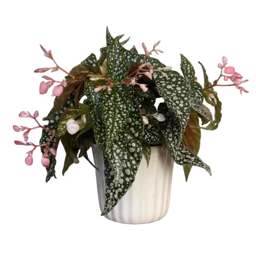 Polka Dot Begonia – Flores Mantilla: Floral Design & Gifts