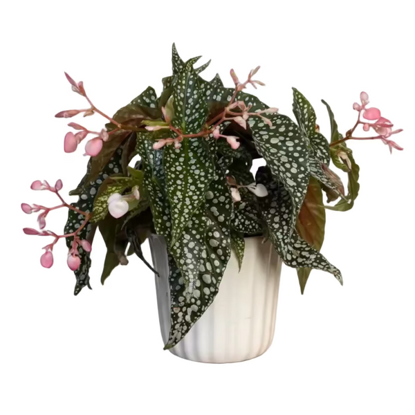 polka dot begonia moss pole Polka Dot Begonia – Flores Mantilla: Floral Design & Gifts