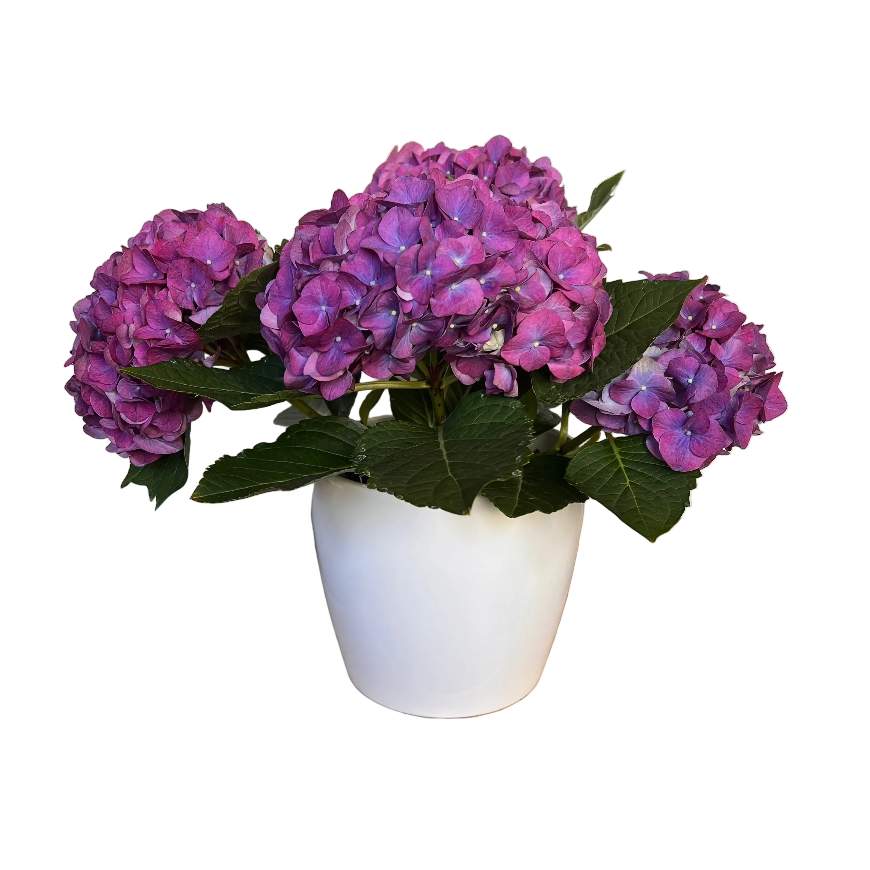 potted hydrangea plants for sale Potted Hydrangea Plant – Flores Mantilla: Floral Design & Gifts