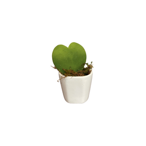 Hoya Heart Succulent in Pot