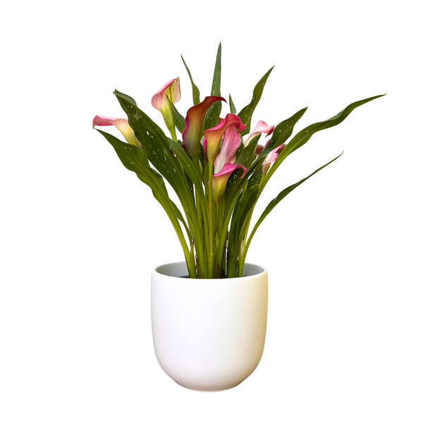 花瓶・フラワースタンド FRANZ XP1887 double calla lily desing 花瓶・フラワースタンド FRANZ XP1887 double calla lily desing
