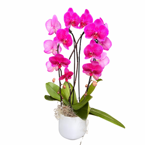 6" Double Phalaenopsis Orchid