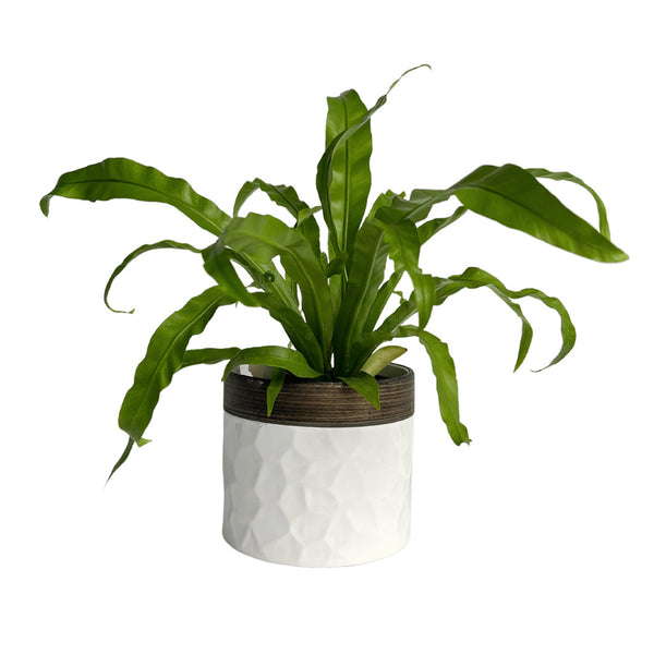 birds nest fern in floral arrangements Bird's Nest Fern – Flores Mantilla: Floral Design & Gifts