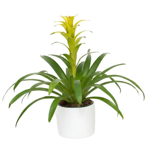 Bromeliad Canistropsis – Flores Mantilla: Floral Design & Gifts