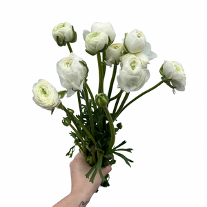 Bunch of Ranunculus
