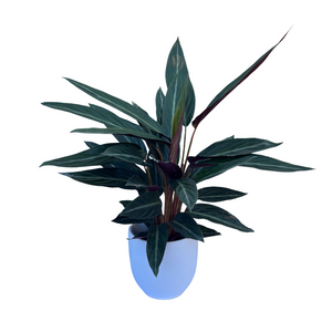 Stromanthe Tricolor