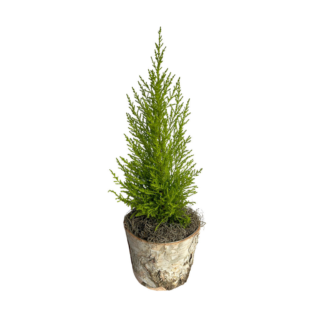 cypress plant indoor Lemon Cypress Topiary Tree – Flores Mantilla: Floral Design & Gifts