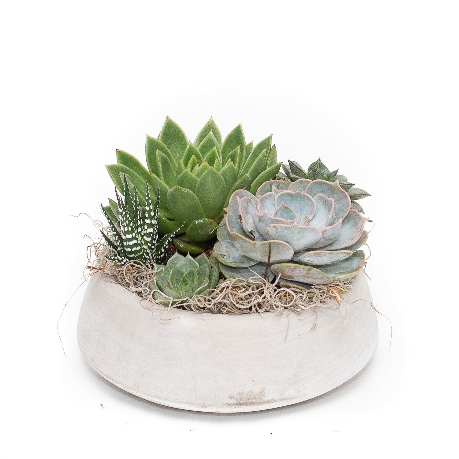 teleflora succulent garden Succulent Garden – Flores Mantilla: Floral Design & Gifts