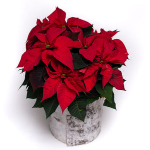 Poinsettia