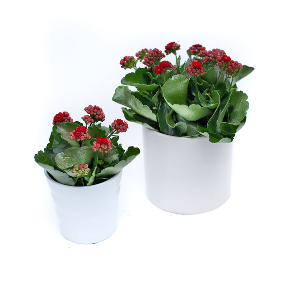 Kalanchoe with Pot – Flores Mantilla: Floral Design & Gifts