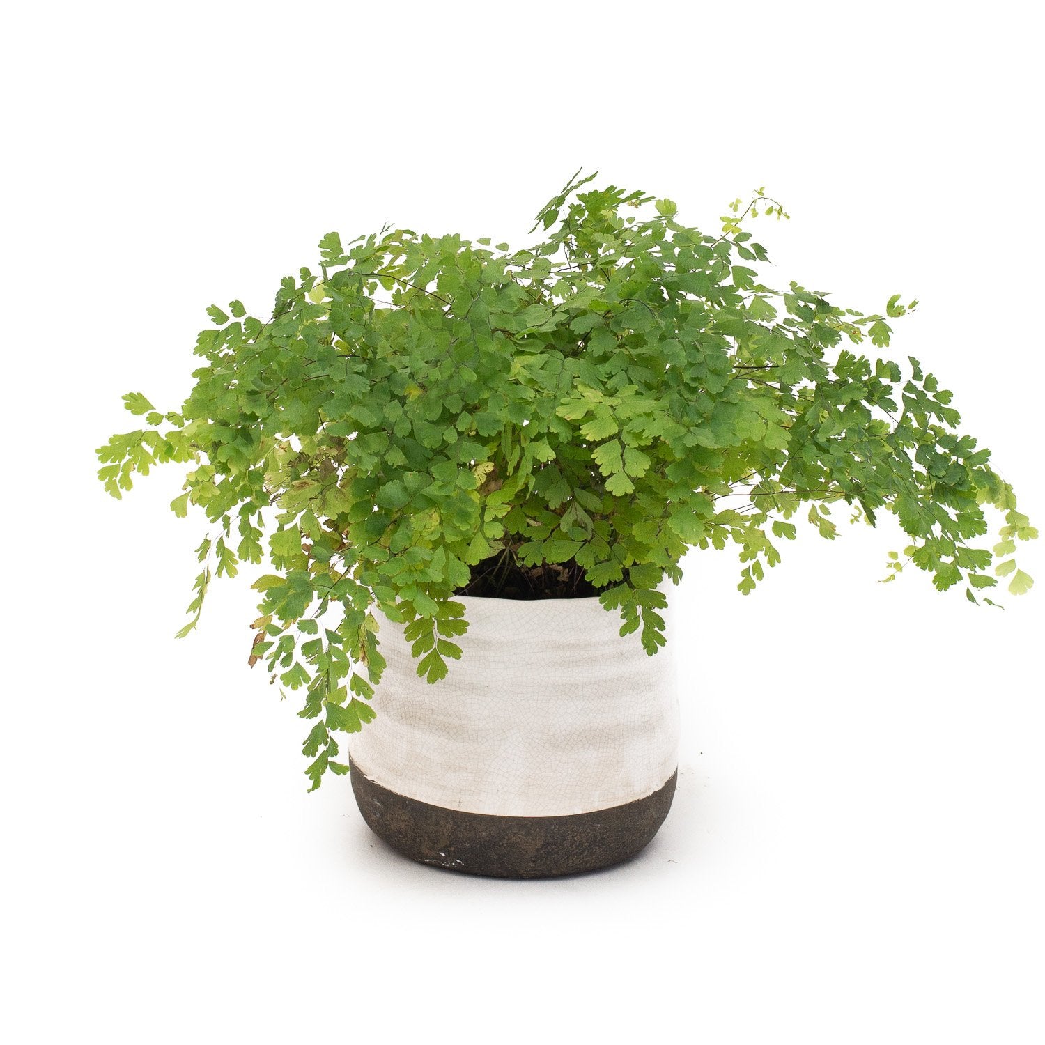 Adiantum Pedatum (northern Maidenhair Fern