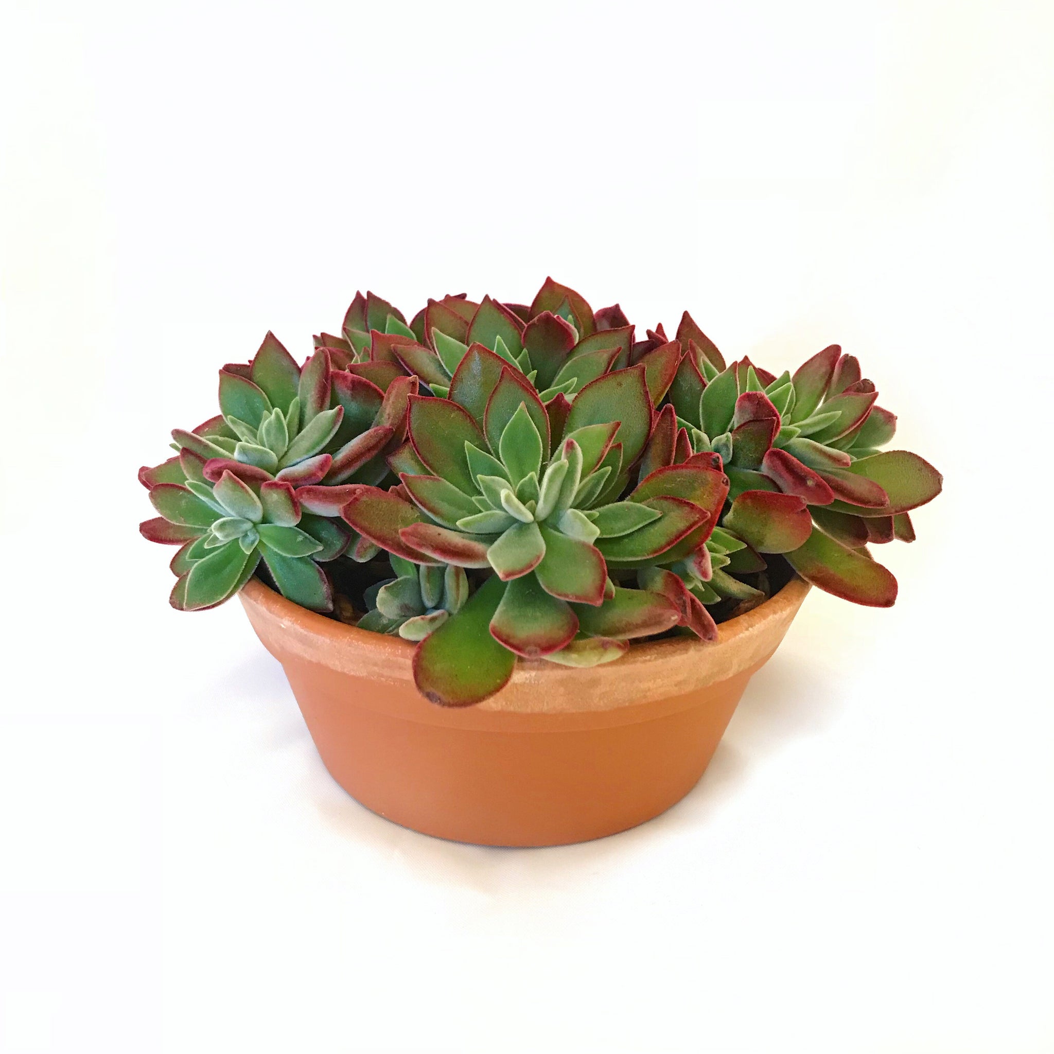 teleflora succulent garden Succulent Garden – Flores Mantilla: Floral Design & Gifts