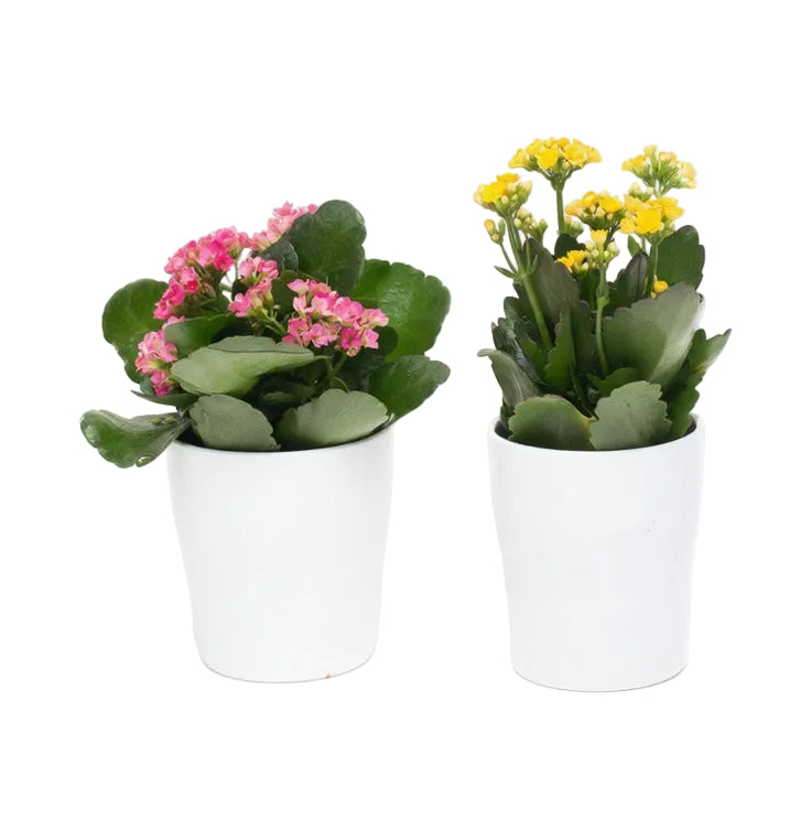 planting kalanchoe in pots Kalanchoe with Pot – Flores Mantilla: Floral Design & Gifts