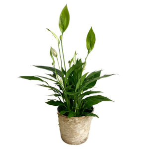 Spathiphyllum ("Peace Lily")