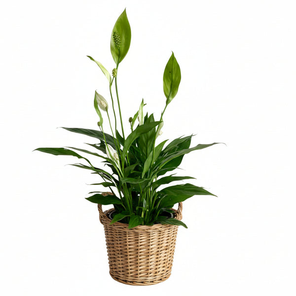 peace lily spanish Spathiphyllum ("Peace Lily") – Flores Mantilla: Floral Design & Gifts