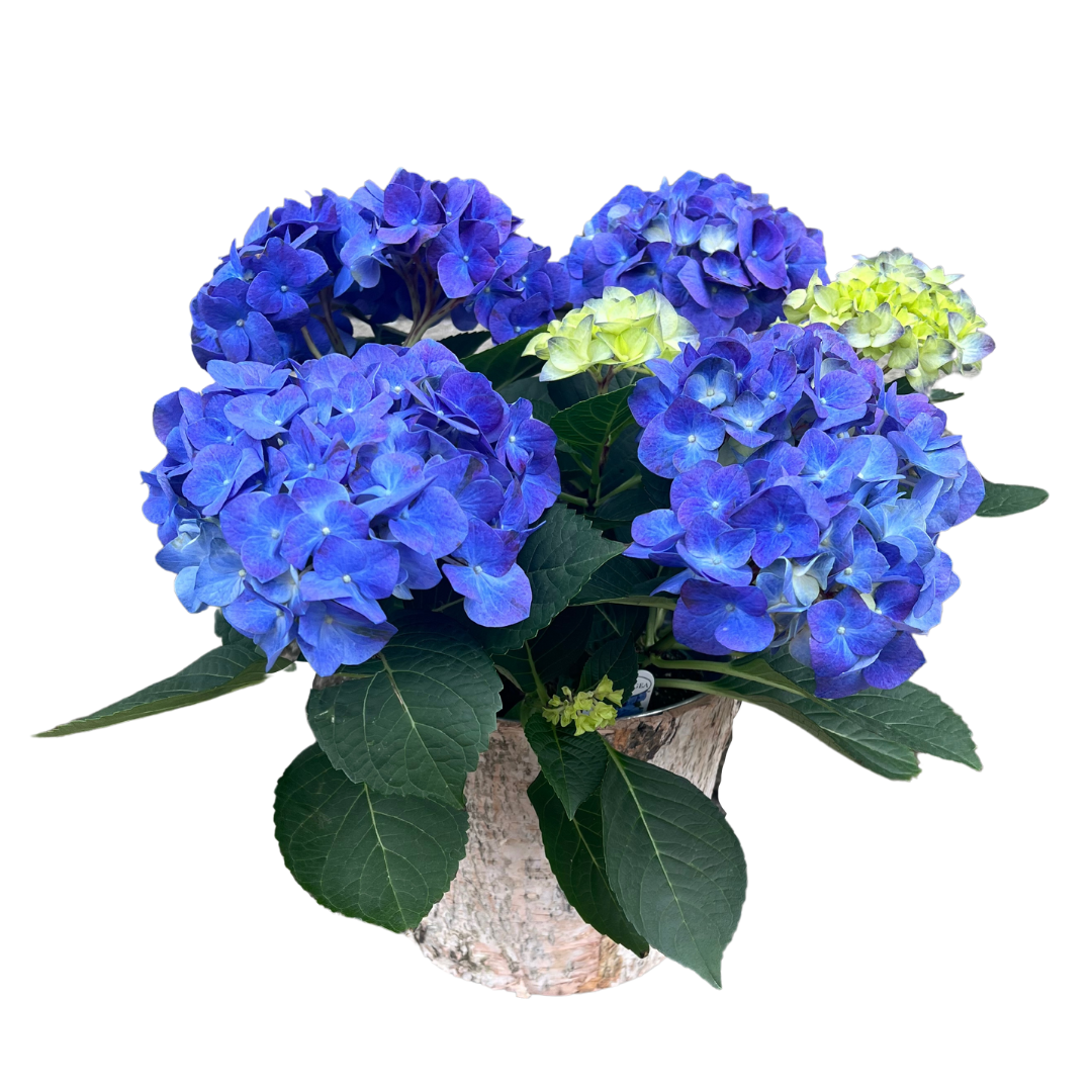 potted blue hydrangea plants Potted Hydrangea Plant – Flores Mantilla: Floral Design & Gifts