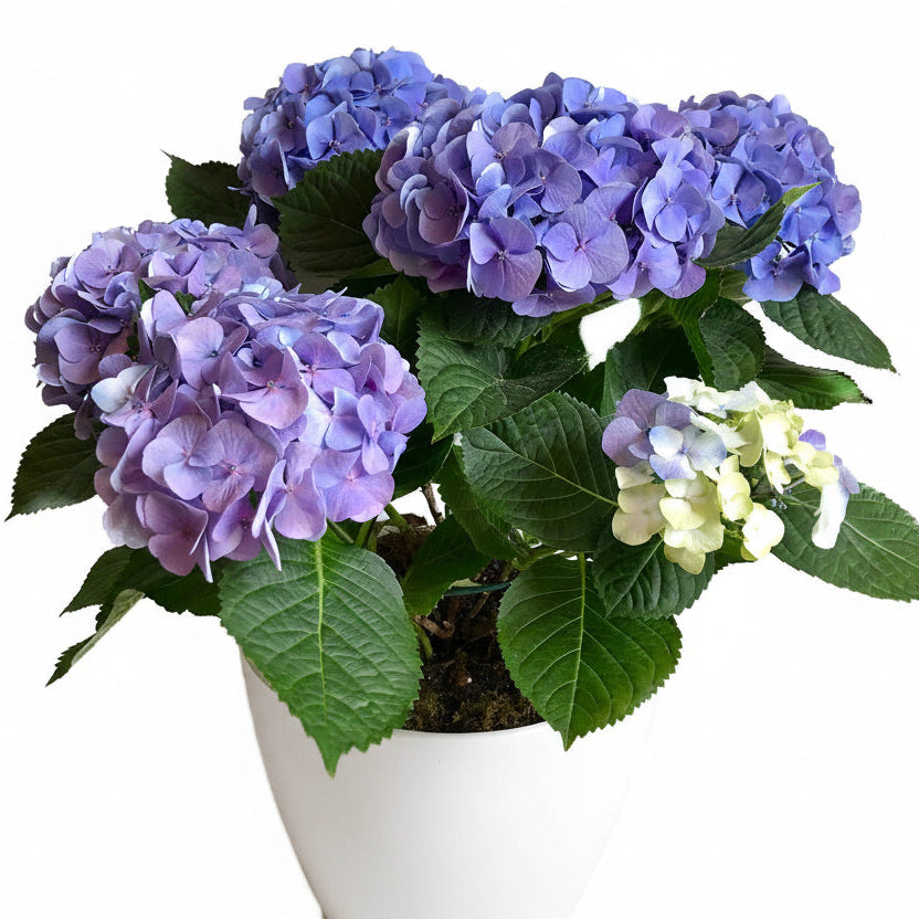 small hydrangea potted plant Potted Hydrangea Plant – Flores Mantilla: Floral Design & Gifts