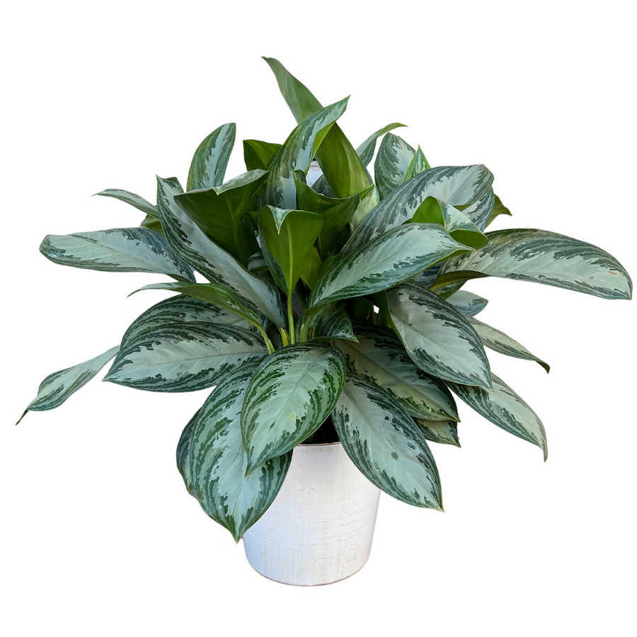 How To Care For Chinese Evergreen (Aglaonema)