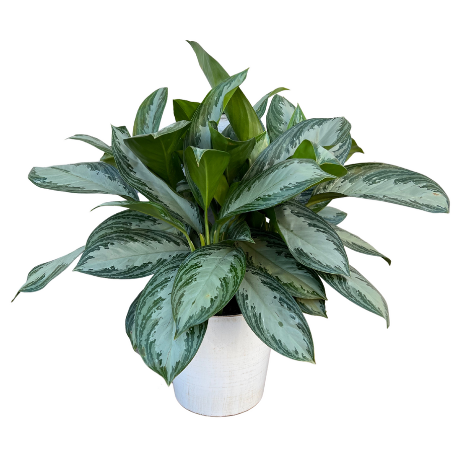 How To Care For Chinese Evergreen (Aglaonema) How To Care For Chinese Evergreen (Aglaonema)