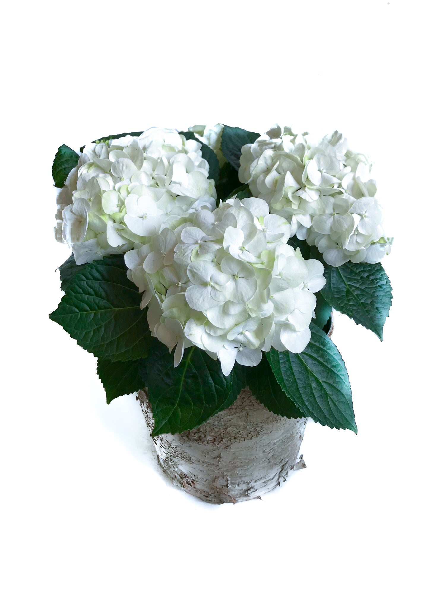 potted hydrangea plants for sale Potted Hydrangea Plant – Flores Mantilla: Floral Design & Gifts